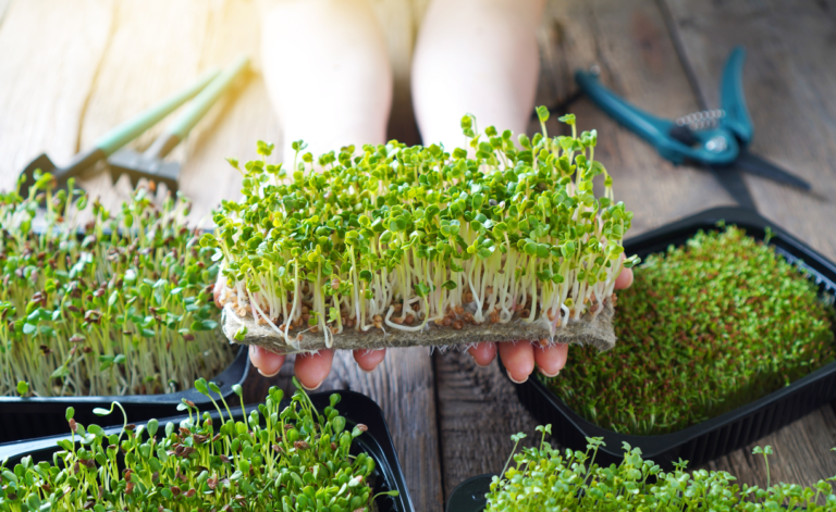 Microgreens at Home
