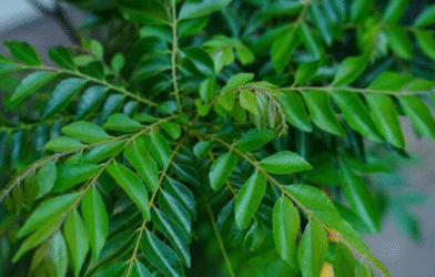 Curry Leaves Benefits Nature’s Secret to Better Health