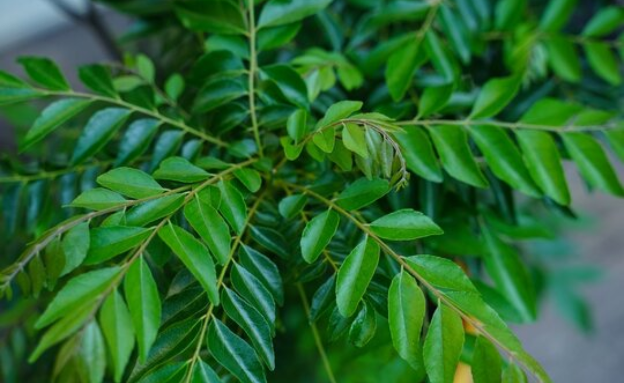 Curry Leaves Benefits Nature’s Secret to Better Health